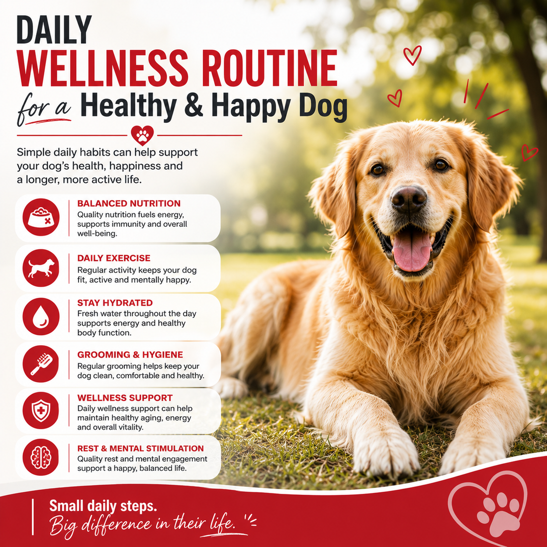 Daily Wellness Routine for a Healthy & Happy Dog