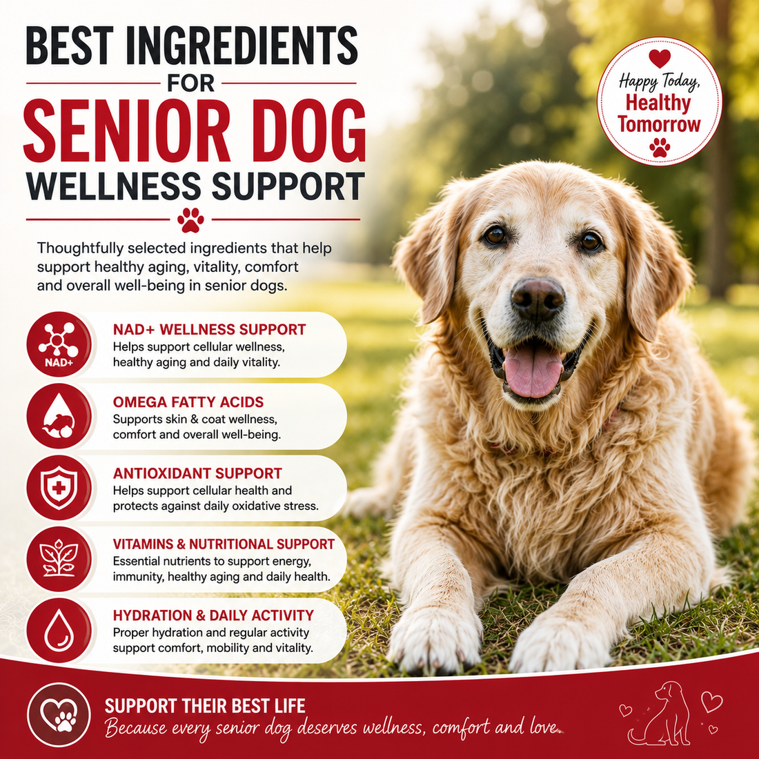 Best Ingredients for Senior Dog Wellness | Shevat Vitamins