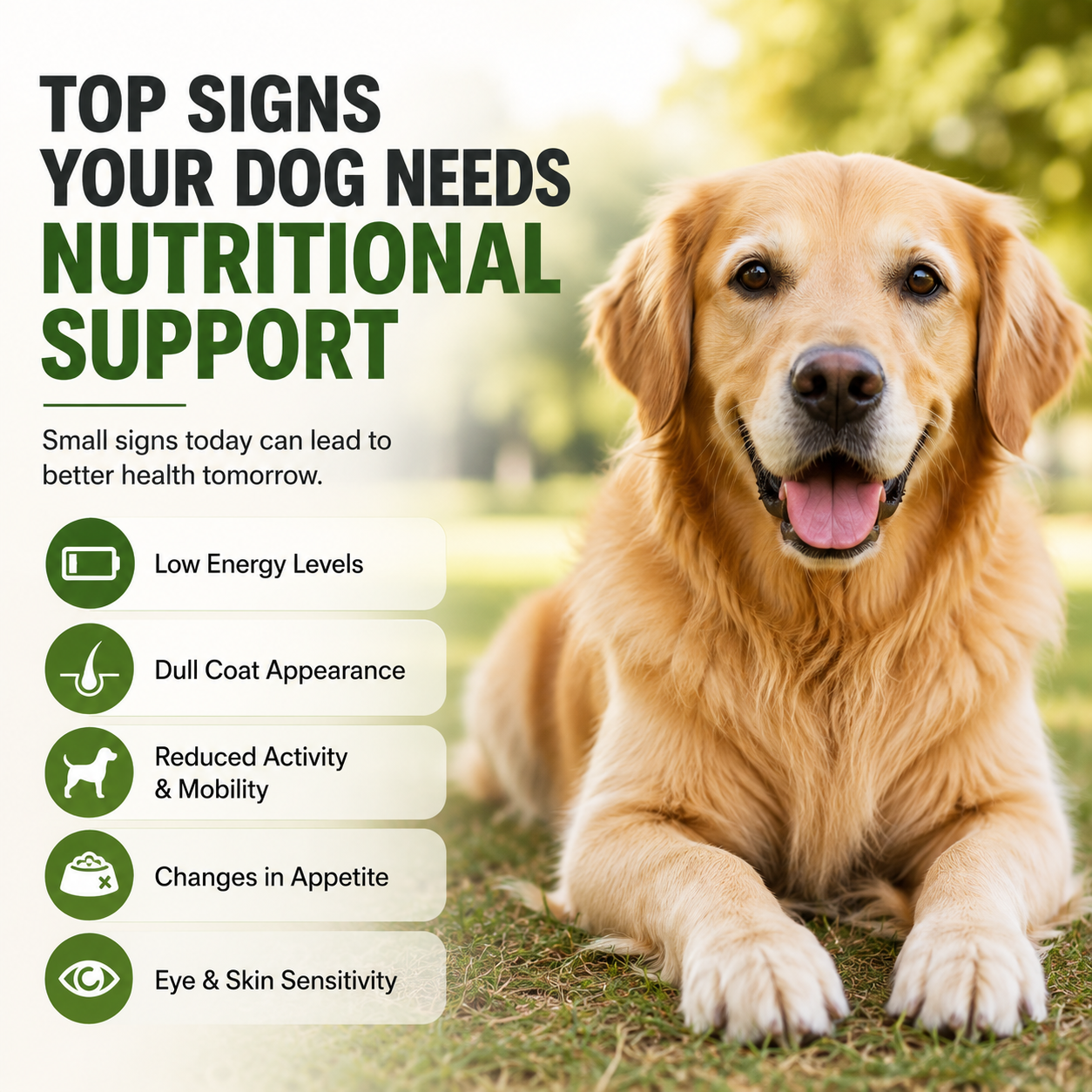Top Signs Your Dog Needs Nutritional Support