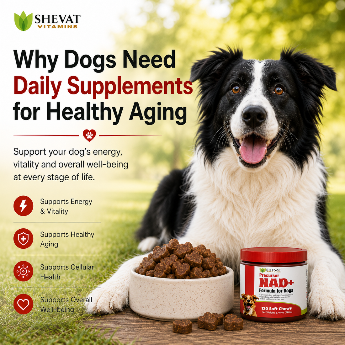 Why Dogs Need Daily Supplements for Healthy Aging