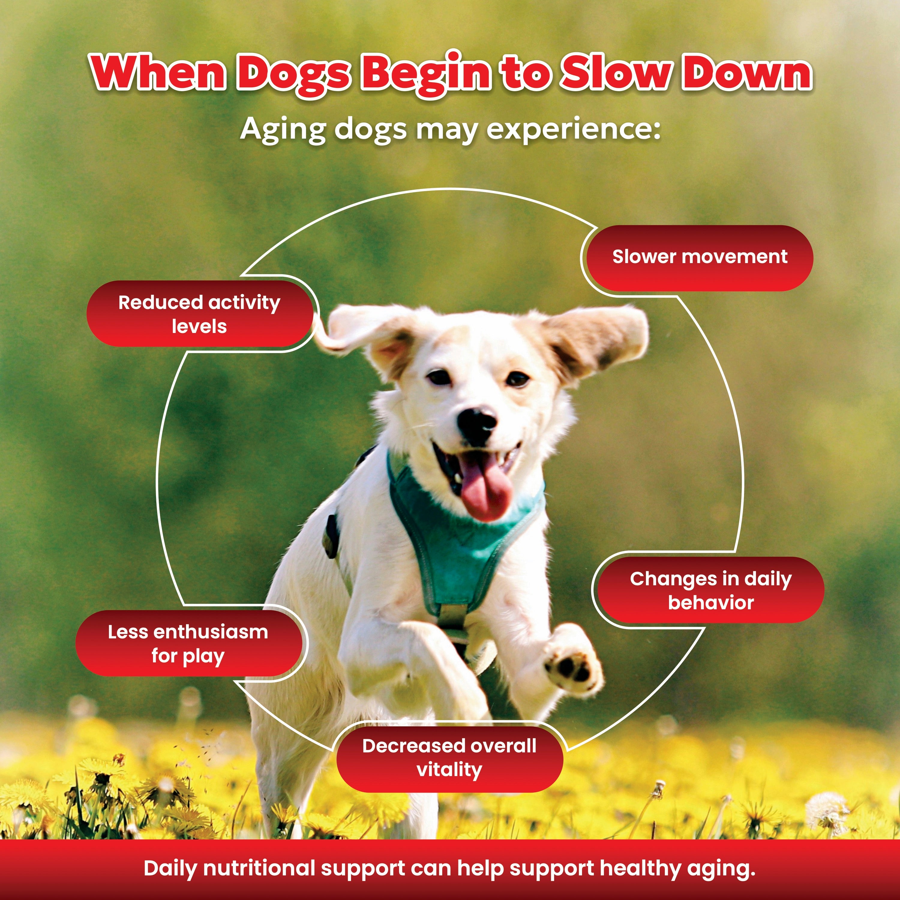 Shevat Vitamins NMN Longevity Soft Chews for Dogs