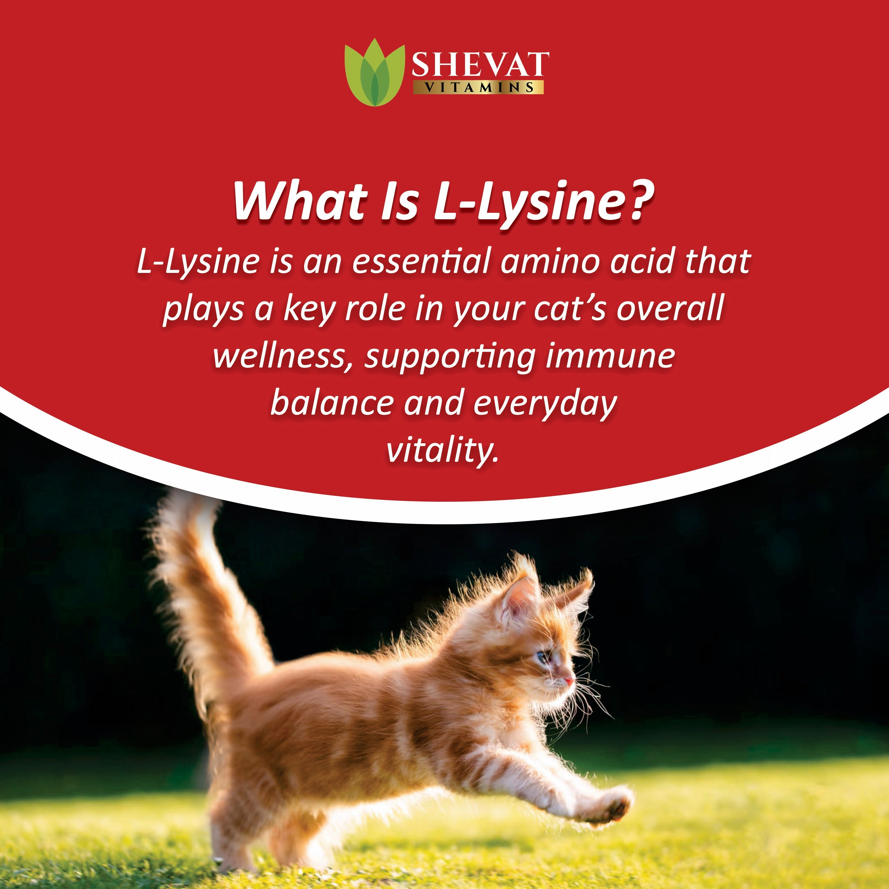 Shevat Vitamins L-Lysine Liquid Supplement for Cats