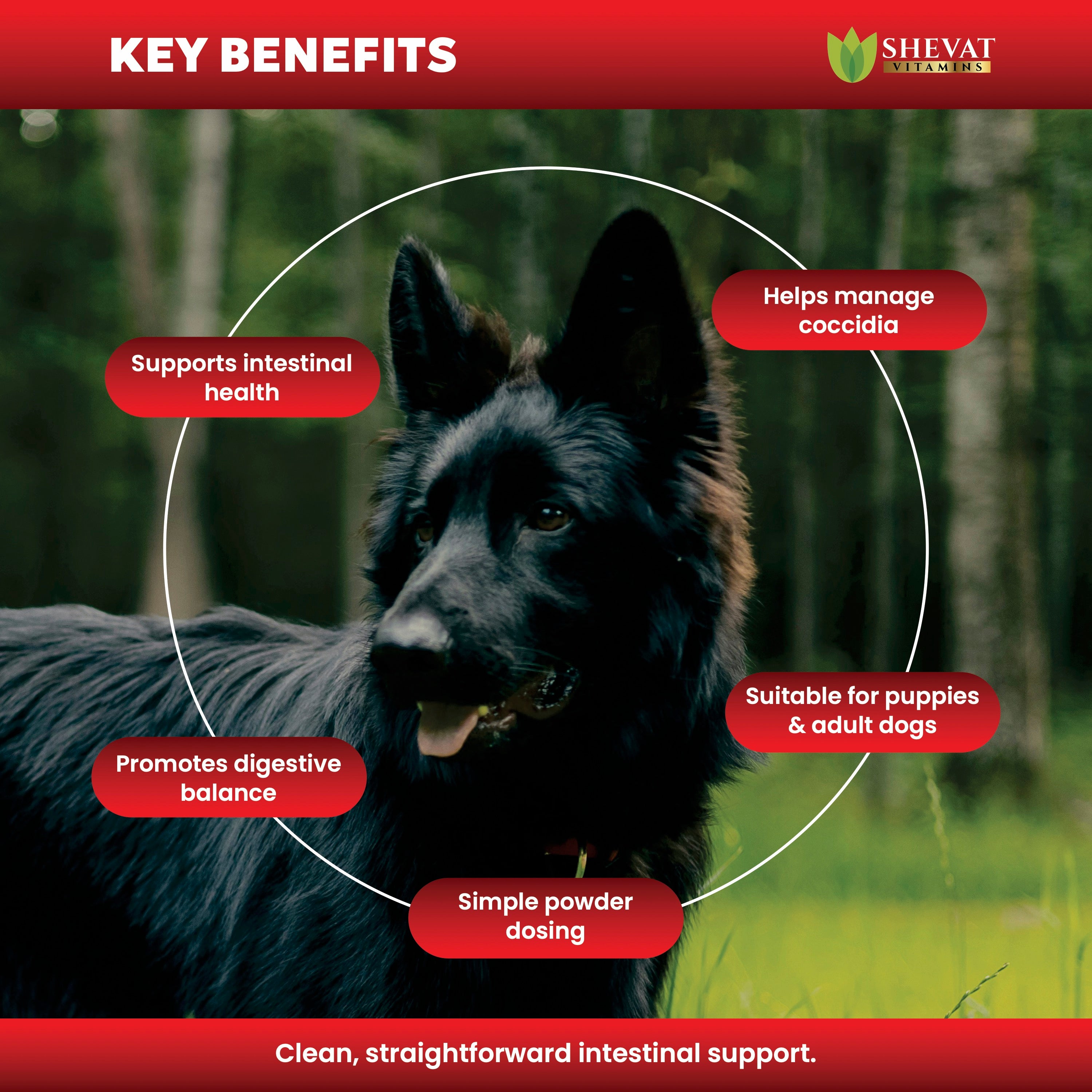 Toltrazuril 5% Powder for Dogs