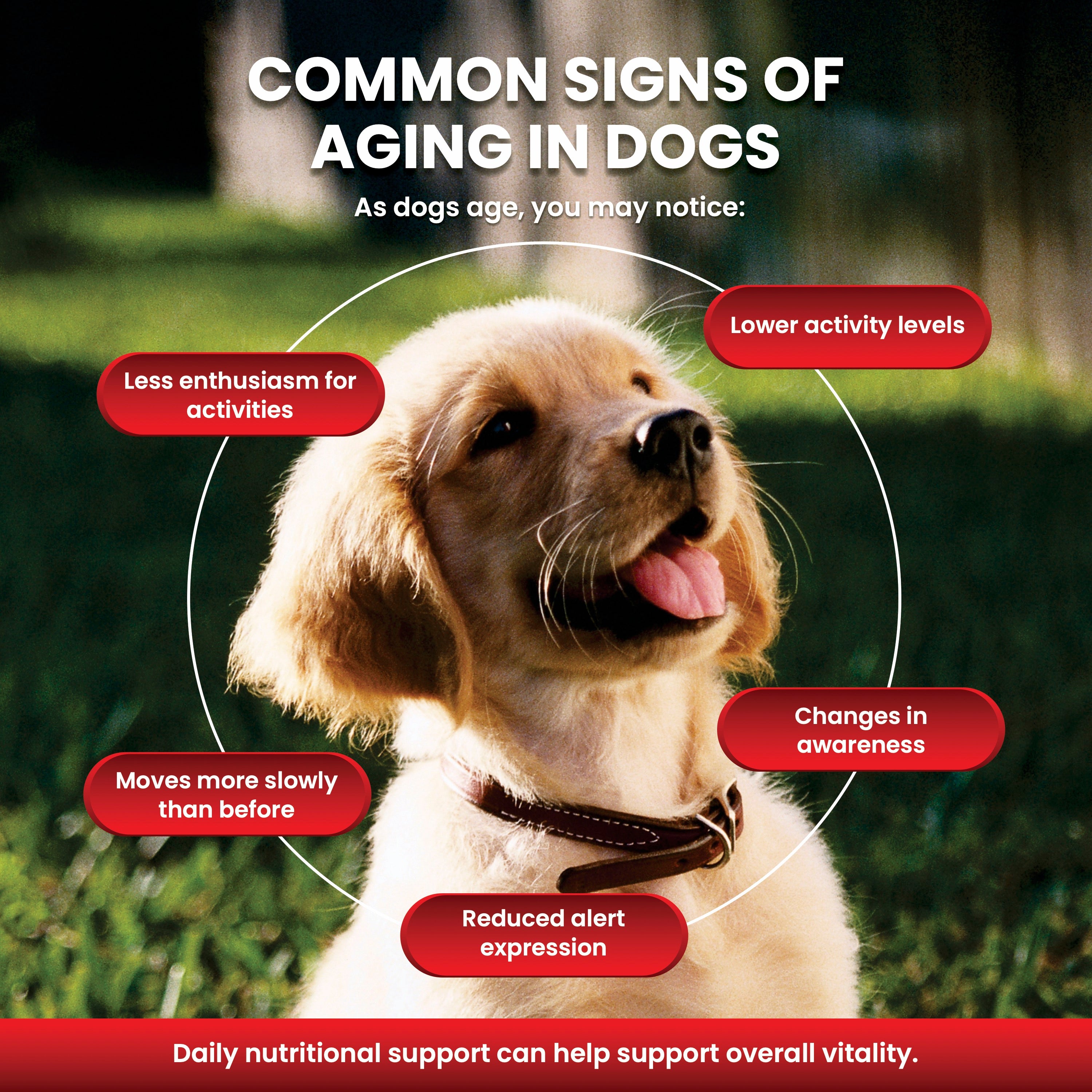 Shevat Vitamins NAD+ Precursor for Dogs